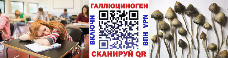 закладки Димитровград Псилоцибиновые грибы Psilocybe